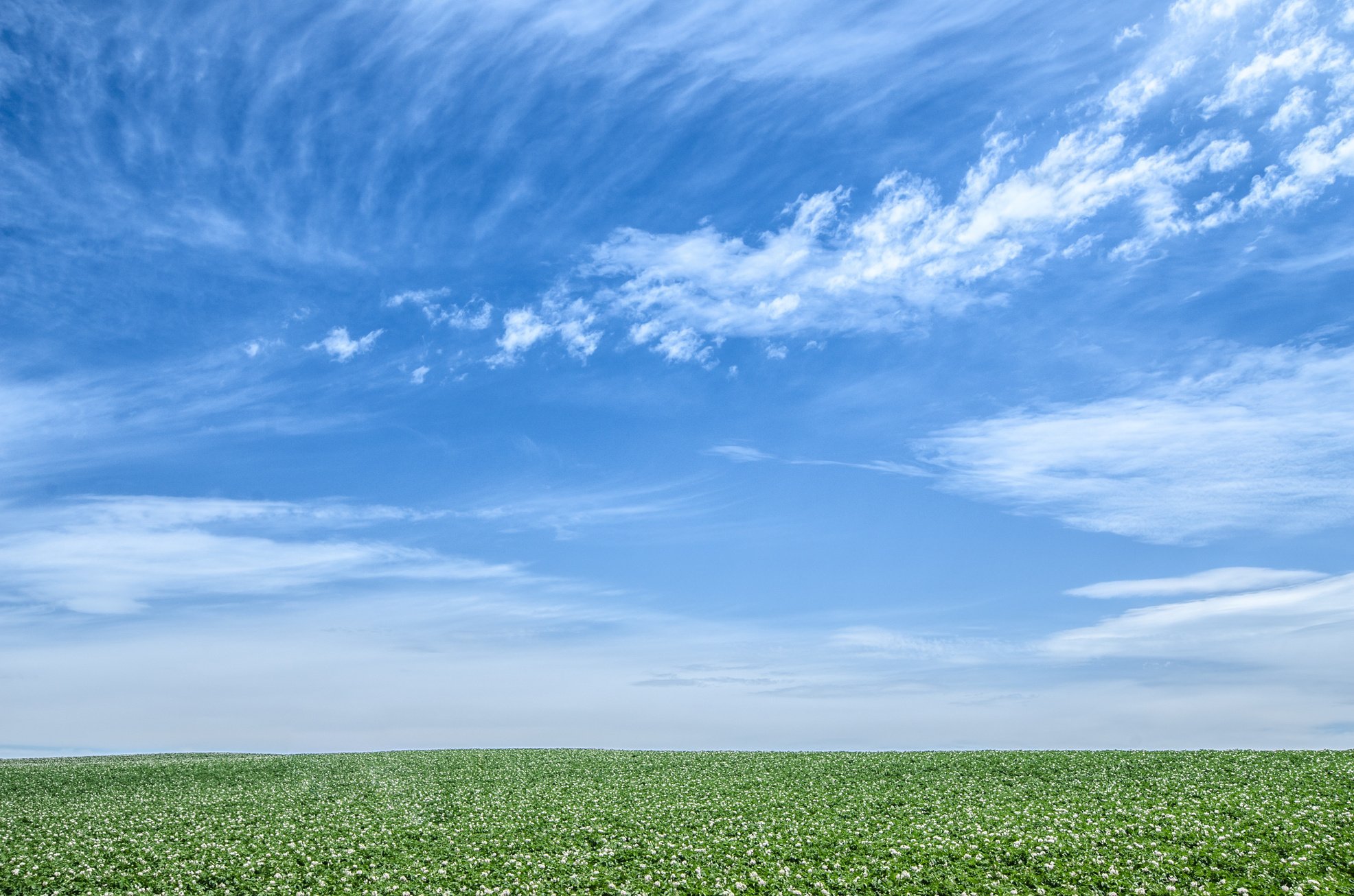 Green Grass Land